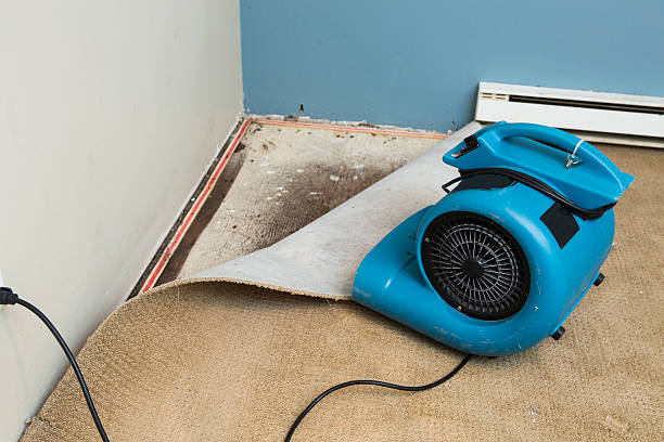 Best Carpet water damage restoration  in Suitland, MD